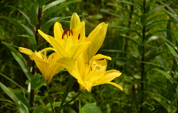 Картинка цветы лилии +лилейники желтые