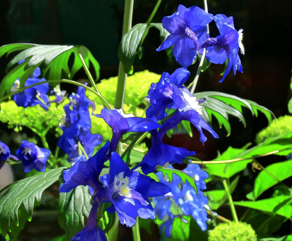 Обои картинки фото разное, компьютерный дизайн, синии, цветы