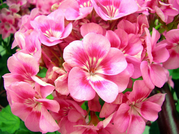 Обои картинки фото цветы, герань, розовый