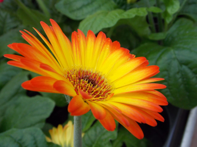 Обои картинки фото цветы, герберы, гербера, желтая, красная