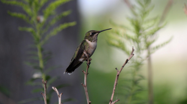 Обои картинки фото животные, колибри, птица, трава