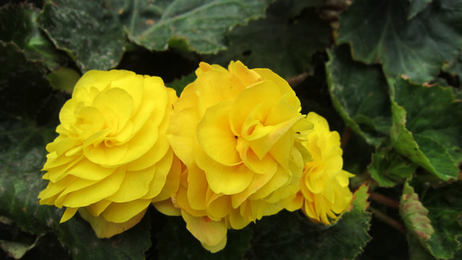 Обои картинки фото цветы, бегония, желтый