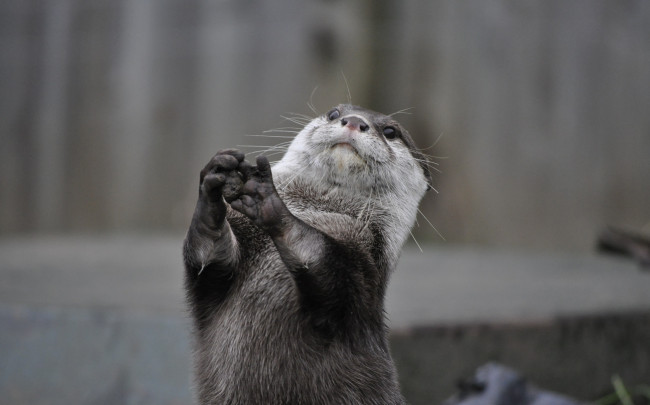 Обои картинки фото животные, выдры,  каланы,  ондатры, зверёк, стойка, мордочка, лапки, мокрый, грызун