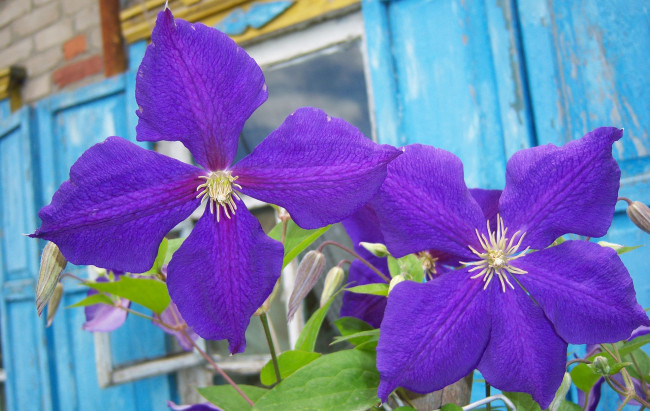 Обои картинки фото цветы, клематис , ломонос, клематис, лепестки, фиолетовые