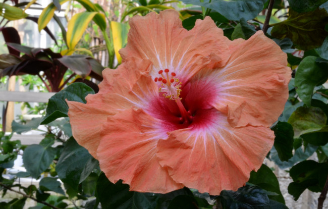 Обои картинки фото цветы, гибискусы, розовый, гибискус