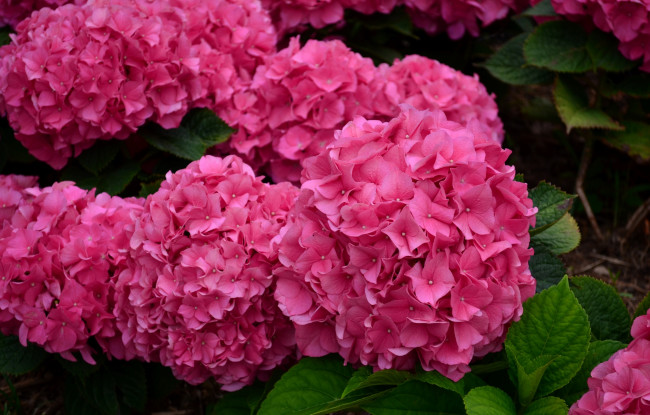Обои картинки фото цветы, гортензия, розовая