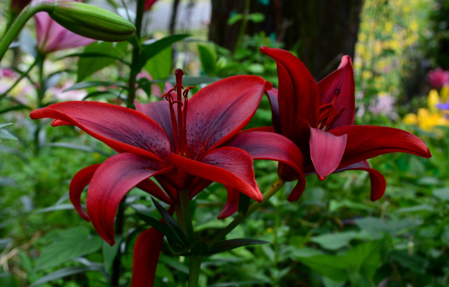 Обои картинки фото цветы, лилии,  лилейники, красивые