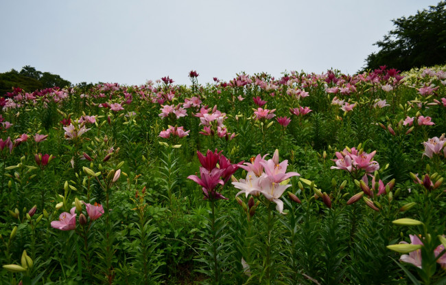 Обои картинки фото цветы, лилии,  лилейники, поле