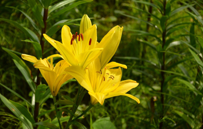 Обои картинки фото цветы, лилии,  лилейники, желтые