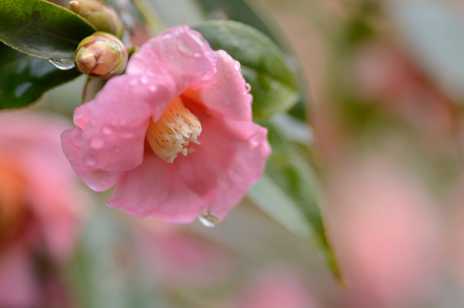 Обои картинки фото цветы, камелии, свежесть, утро