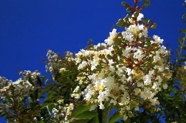 Обои картинки фото разное, компьютерный дизайн, цветы, ветки, дерево
