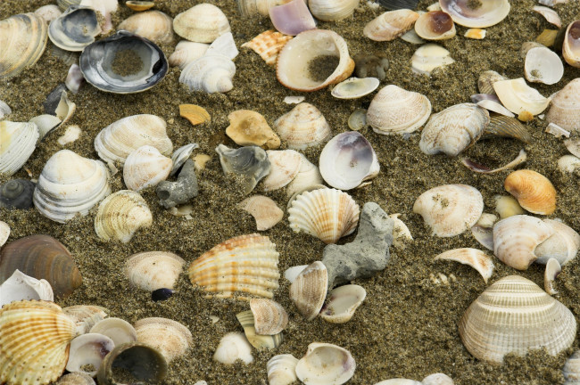 Обои картинки фото разное, ракушки,  кораллы,  декоративные и spa-камни, песок