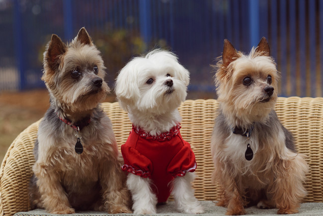 Обои картинки фото животные, собаки, красота