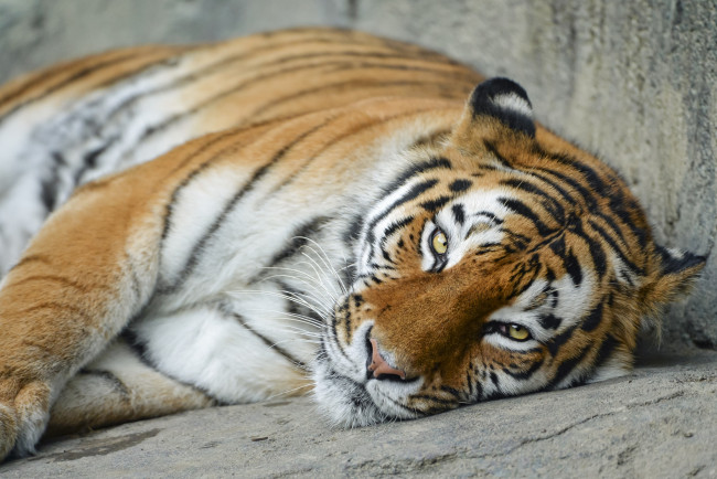 Обои картинки фото животные, тигры, хищник