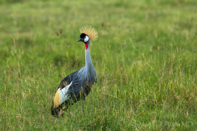 Обои картинки фото животные, журавли, хохолок