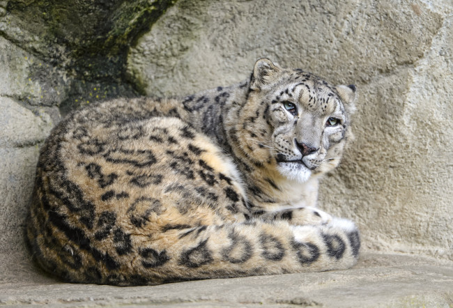 Обои картинки фото животные, снежный барс , ирбис