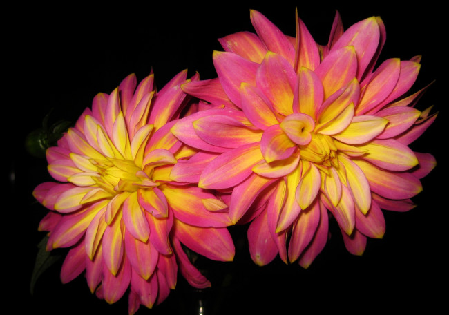 Обои картинки фото цветы, георгины, розовые