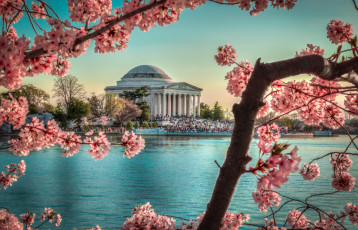 Картинка города вашингтон+ сша цветы washington dc tidalbasin sunset весна здание monument jeffersonmemorial вишня tree landscape water