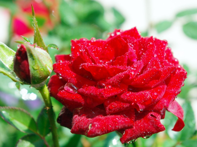 Обои картинки фото цветы, розы, бутон, розовый, капли