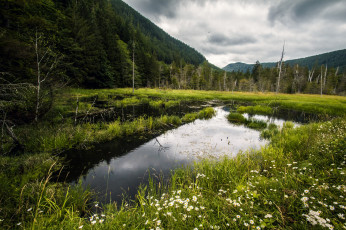Картинка природа реки озера река лес