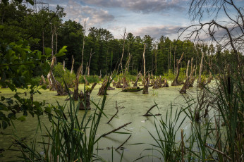 Картинка природа реки озера река лес