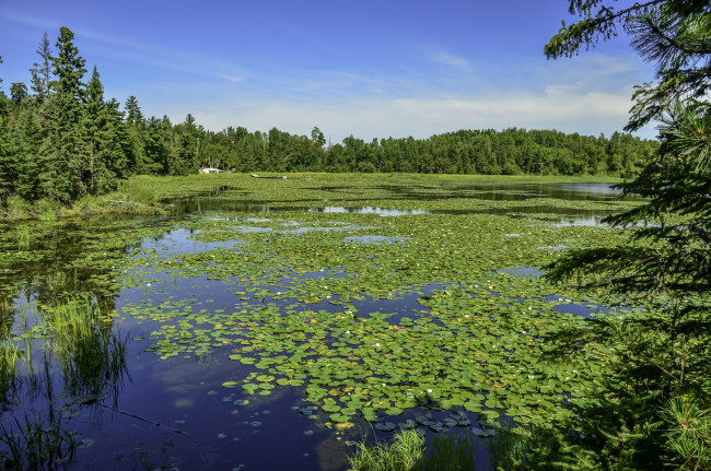 Обои картинки фото природа, реки, озера, река, лес
