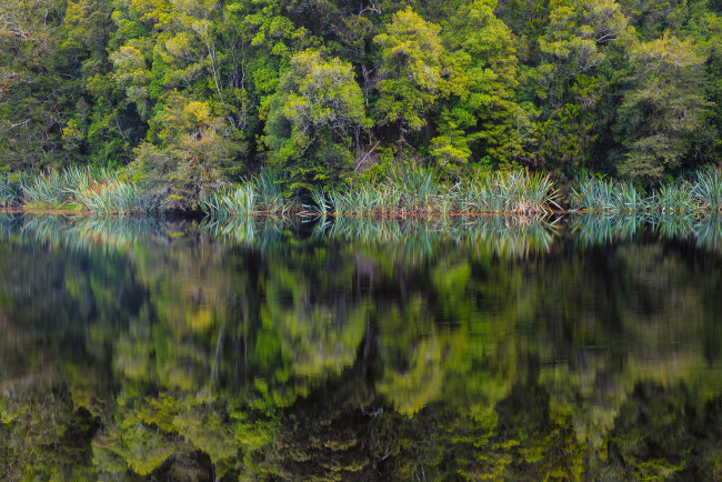 Обои картинки фото природа, реки, озера, река, лес