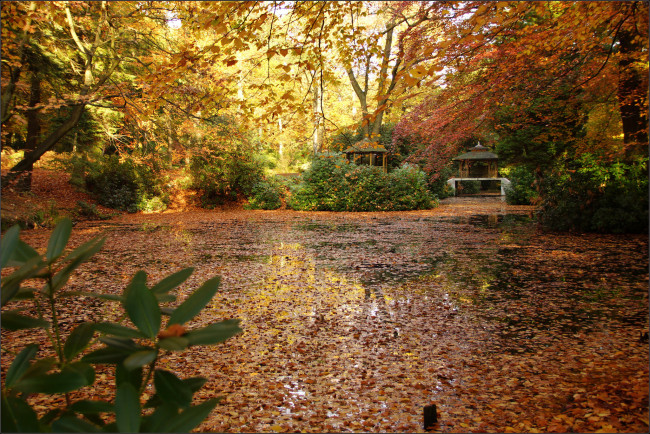 Обои картинки фото природа, реки, озера, река, лес