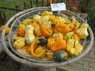 Картинка еда тыква плоды