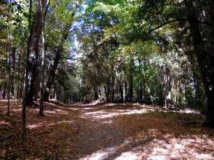 Картинка природа лес осень листья тропинка