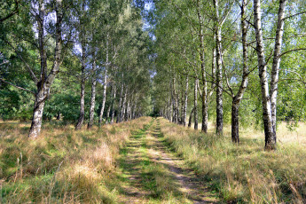 Картинка природа дороги тракт