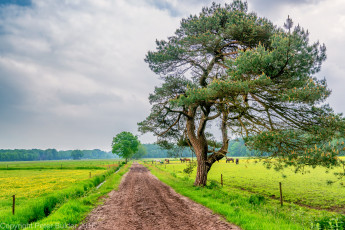 Картинка природа дороги тракт