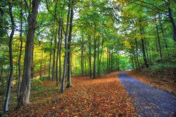 Картинка природа дороги тракт