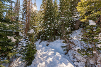 Картинка природа лес деревья