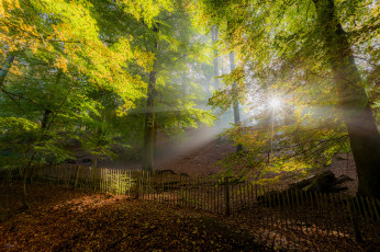 Картинка природа лес деревья