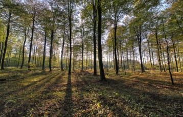 Картинка природа лес деревья