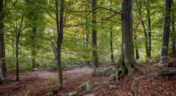 Картинка природа лес деревья