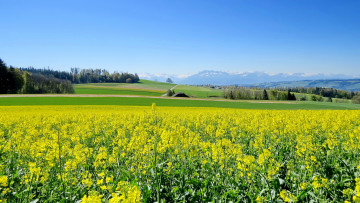 Картинка природа поля поле