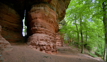 Картинка природа лес деревья