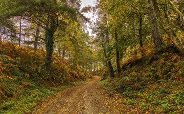 Картинка природа дороги тракт