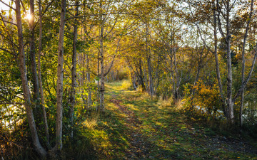 Картинка природа лес деревья