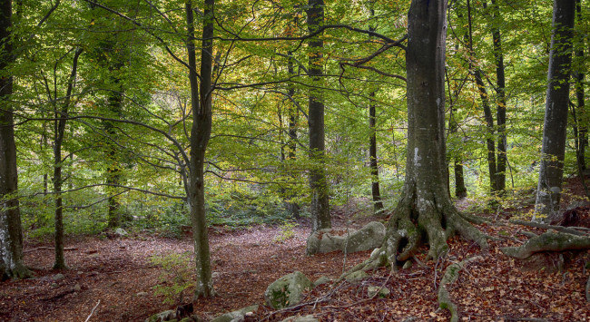 Обои картинки фото природа, лес, деревья