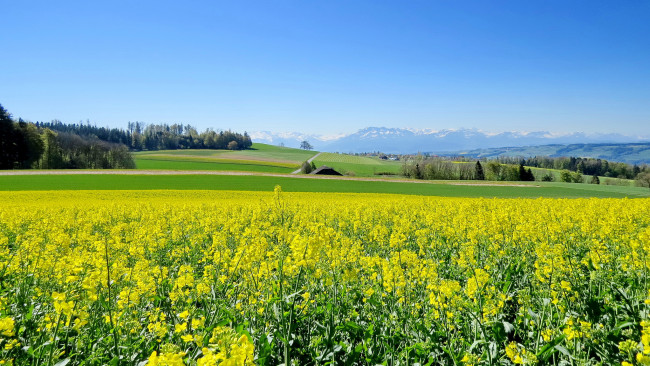 Обои картинки фото природа, поля, поле