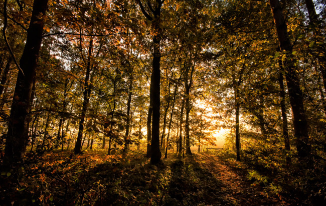 Обои картинки фото природа, лес, деревья