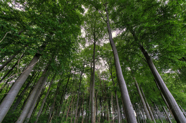 Обои картинки фото природа, лес, деревья