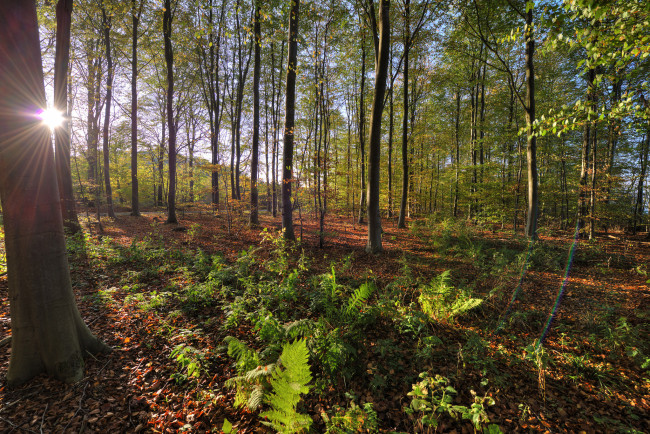 Обои картинки фото природа, лес, деревья