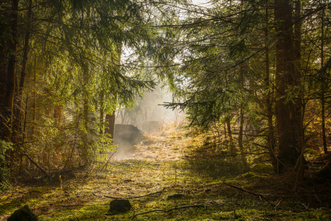 Обои картинки фото природа, лес, деревья