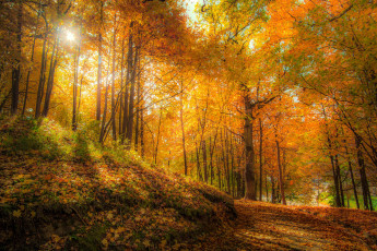 Картинка природа лес простор