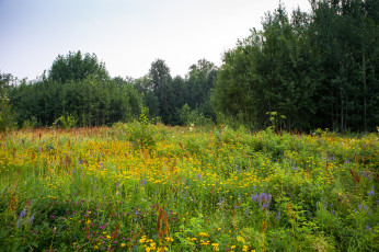 Картинка природа луга простор