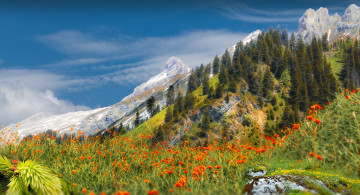 Картинка природа луга простор